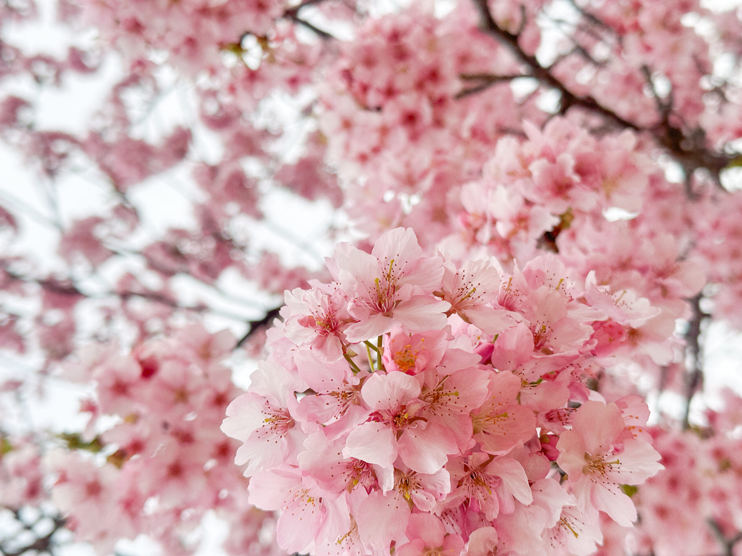 沼津の桜開花情報2026 - MEET NUMAZU