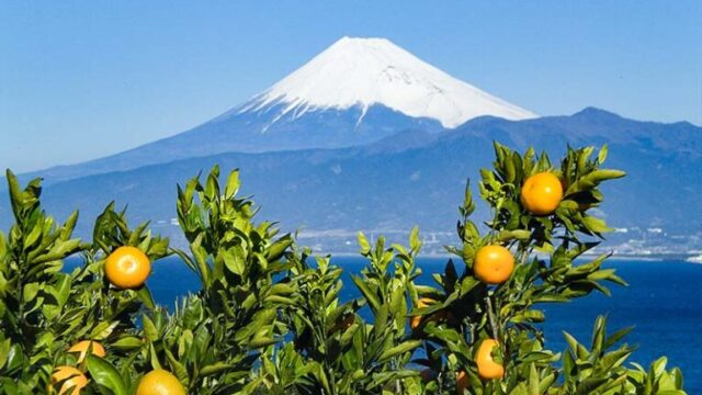 木負（きしょう）観光みかん園