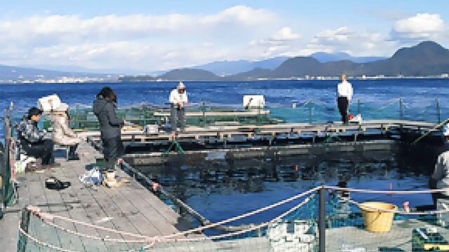 沼津海上釣堀「まるや」