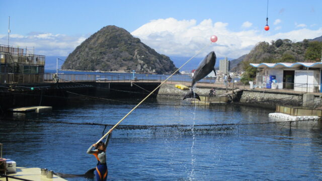 伊豆・三津シーパラダイスでは、「いそあそびBOX:さわれるんか~い」がオープンします!