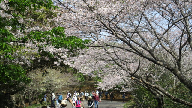 桜の香貫山ウォークに参加してきました!