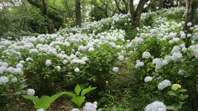 梅雨の晴れ間に楽しむ　沼津あじさい巡り